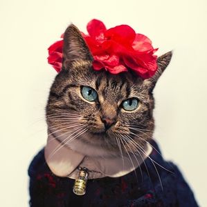 Meet your Posher, Holly